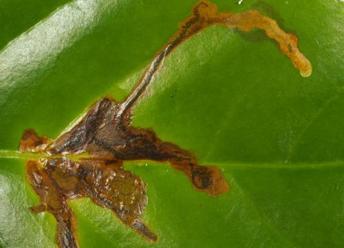 Perileucoptera coffeella